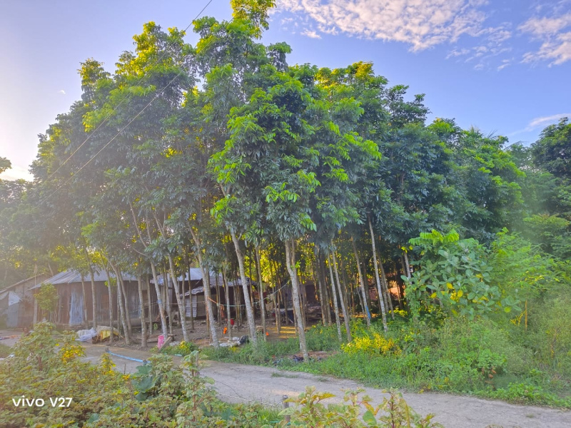  Residential Plot 3526 Sq.ft. for Sale in Payradanga, Nadia