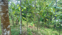  Residential Plot for Sale in Pandalam, Pathanamthitta
