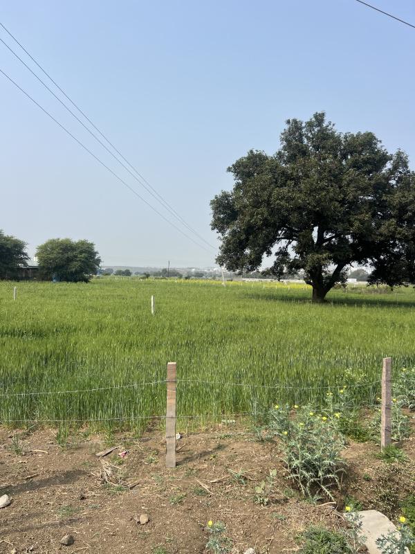  6000 Sq.ft. Residential Plot for Sale in Acharpura, Bhopal