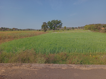  Agricultural Land for Sale in Kurai, Seoni