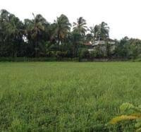 Agricultural Land 15 Acre for Sale in Umred, Nagpur