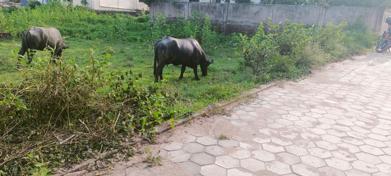  Residential Plot 3500 Sq.ft. for Sale in Khandagiri, Bhubaneswar