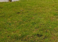  Residential Plot for Sale in Rajalakshmi Nagar, Pallikaranai, Chennai