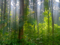  Residential Plot for Sale in Kuravilangad, Kottayam