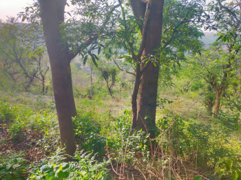  Agricultural Land for Sale in Panchkula Urban Estate