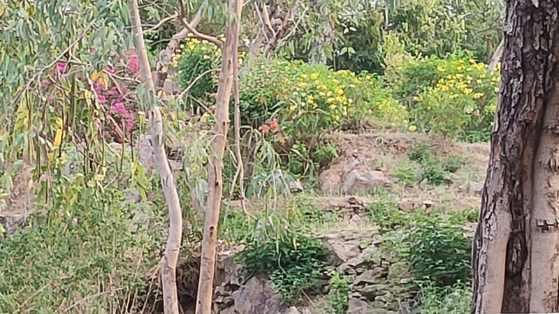  Residential Plot 87495 Sq.ft. for Sale in Hiran Magri, Udaipur