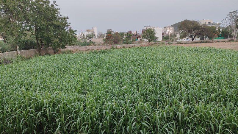  Residential Plot 87495 Sq.ft. for Sale in Hiran Magri, Udaipur