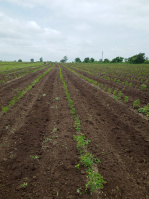 Agricultural Land for Sale in Laxminagar, Wardha