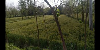  Agricultural Land for Sale in Bhagwanpur, Roorkee