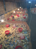  Agricultural Land for Sale in Tenkasi, Tirunelveli