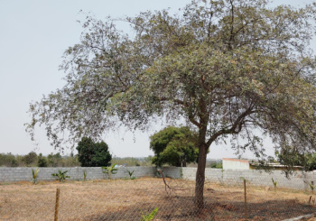  Agricultural Land for Sale in Mathigiri, Hosur