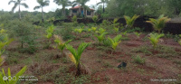 Residential Plot for Sale in Dapoli Camp, Ratnagiri