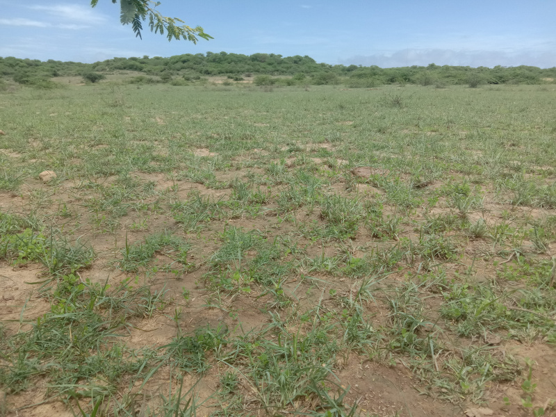  Agricultural Land 4 Acre for Sale in BARADIA, Dwarka