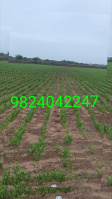  Agricultural Land for Sale in BARADIA, Dwarka