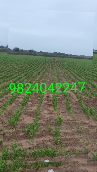  4 Acre Agricultural/Farm Land for Sale in BARADIA, Dwarka
