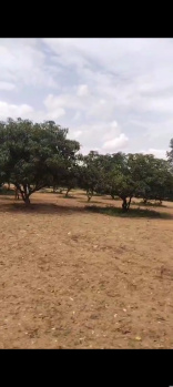  Agricultural Land for Sale in Veppanapalli, Krishnagiri