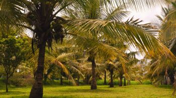  Agricultural Land for Sale in Bogadi, Mysore
