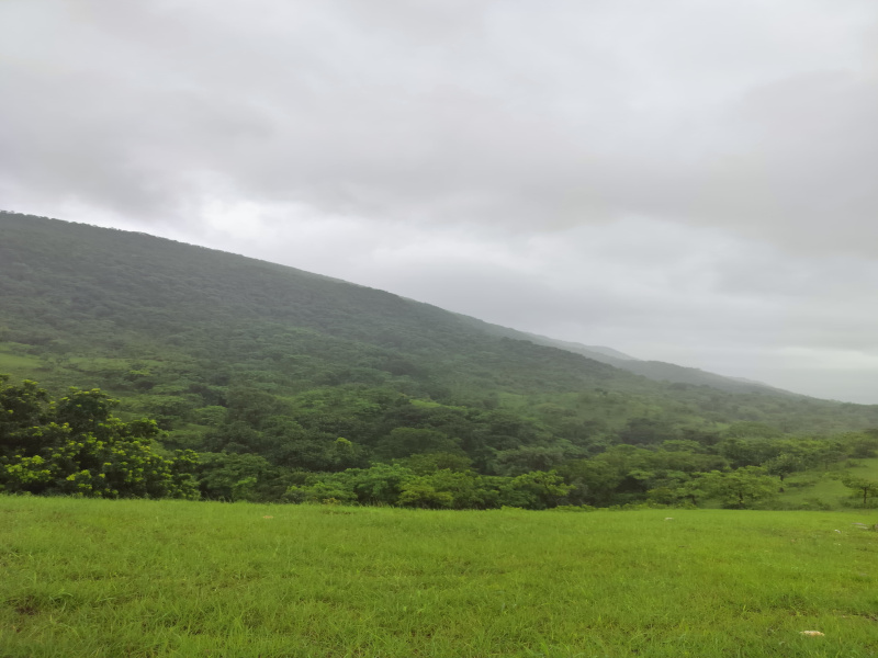  Agricultural Land 80 Bigha for Sale in Kumbhalgarh, Rajsamand