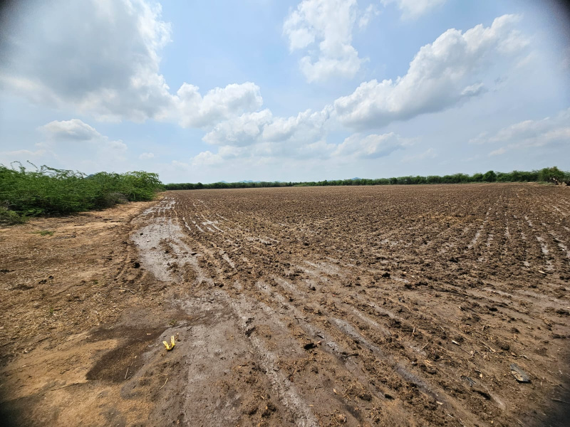  Residential Plot 24 Bigha for Sale in Kherwa Road, Pali