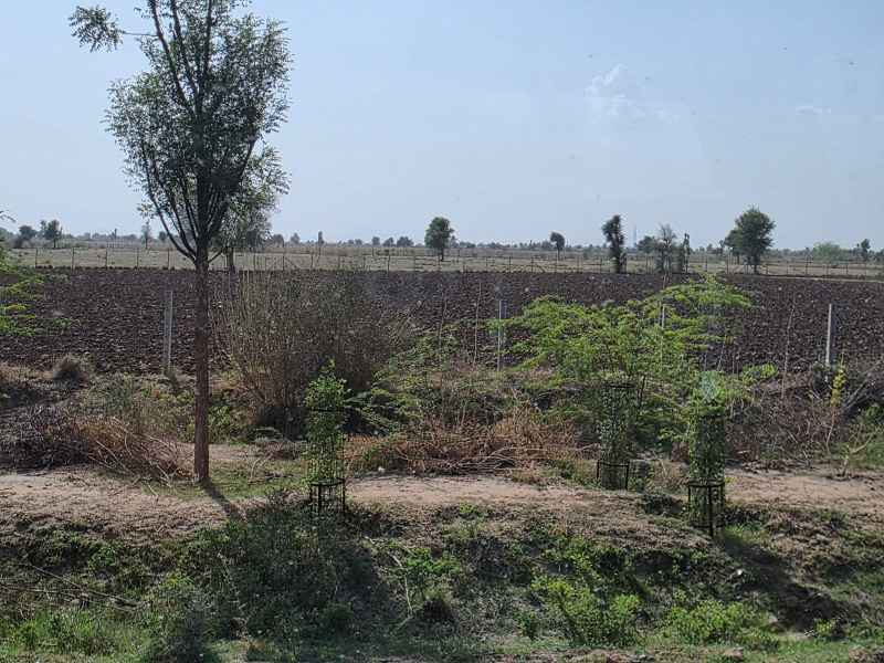  Agricultural Land 12 Bigha for Sale in Sumerpur Pali
