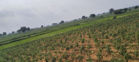  Agricultural Land for Sale in Achampet, Nagarkurnool