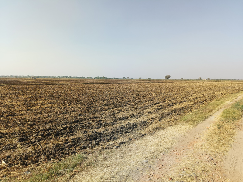  Agricultural Land 12925 Sq. Meter for Sale in Dholka, Ahmedabad