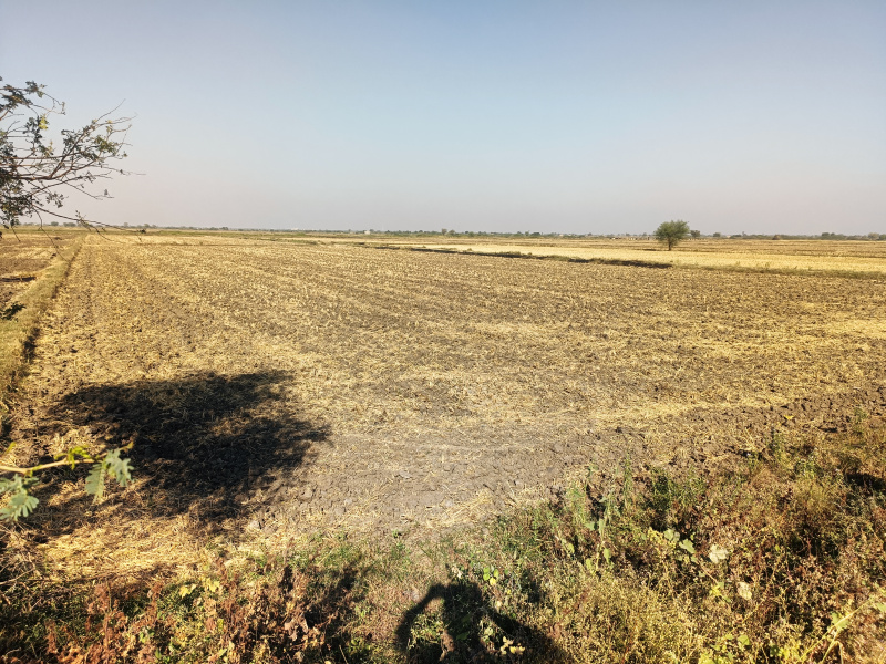  Agricultural Land 12925 Sq. Meter for Sale in Dholka, Ahmedabad