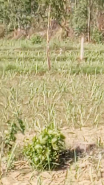  Agricultural Land 15 Bigha for Sale in Najibabad, Bijnor
