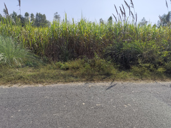  Agricultural Land for Sale in Najibabad, Bijnor