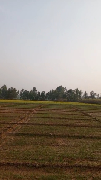  14 Bigha Agricultural/Farm Land for Sale in Najibabad, Bijnor