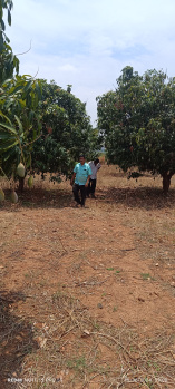  Agricultural Land for Sale in Srinivaspur, Kolar