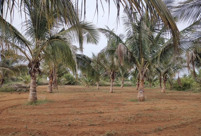  Agricultural Land 10 Acre for Sale in Pappireddipatti, Dharmapuri