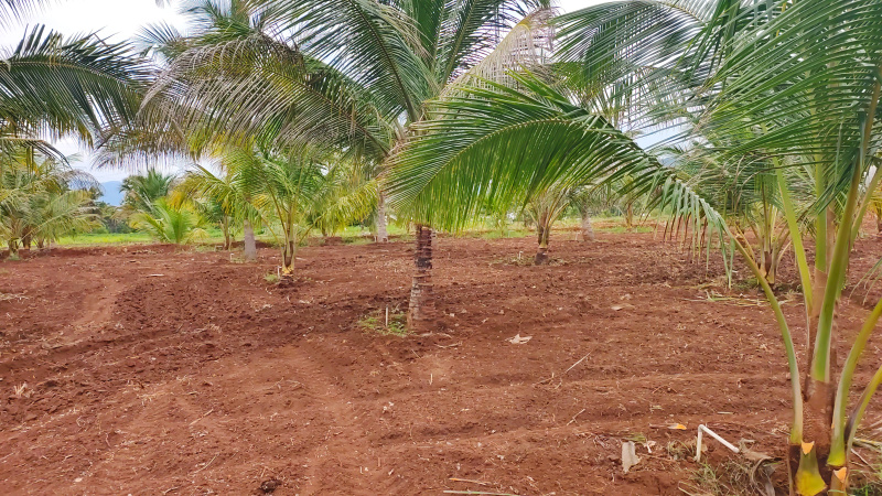  10 Acre Agricultural/Farm Land for Sale in Pappireddipatti, Dharmapuri