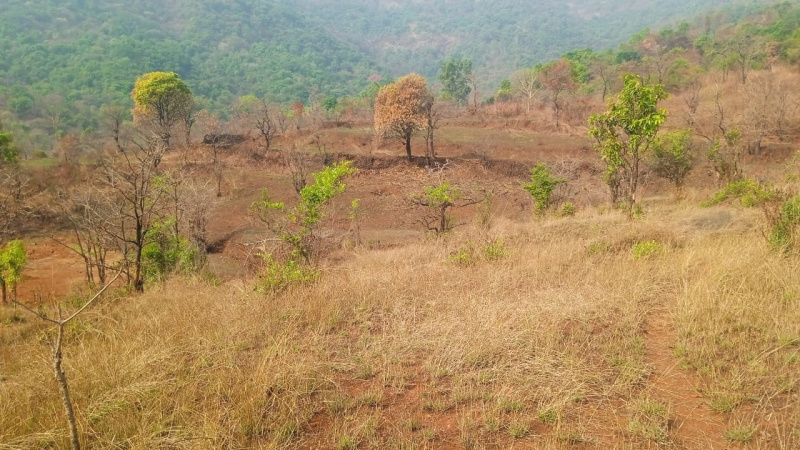 Agricultural Land 14 Acre for Sale in Tapola, Mahabaleshwar