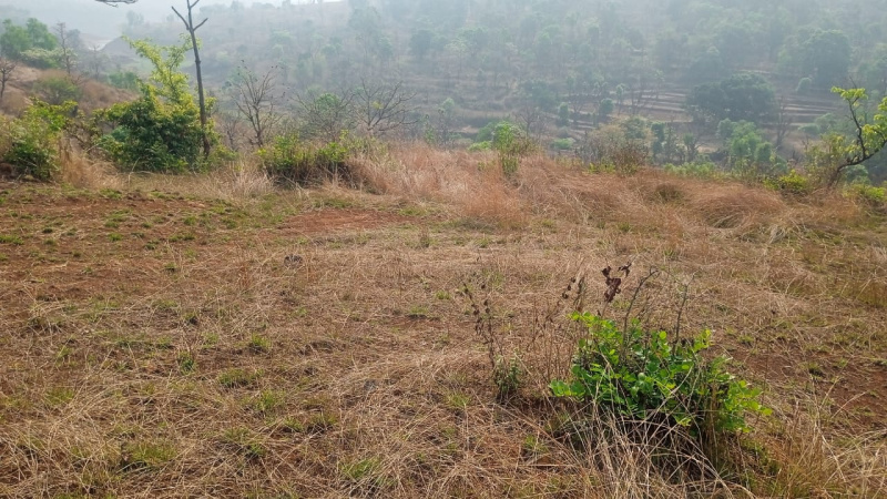  Agricultural Land 14 Acre for Sale in Tapola, Mahabaleshwar