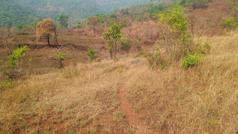  Agricultural Land 3 Acre for Sale in Tapola, Mahabaleshwar