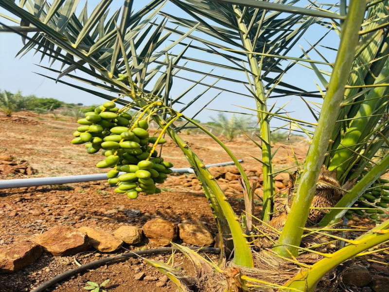  608 Sq. Yards Agricultural/Farm Land for Sale in Narayankhed, Sangareddy