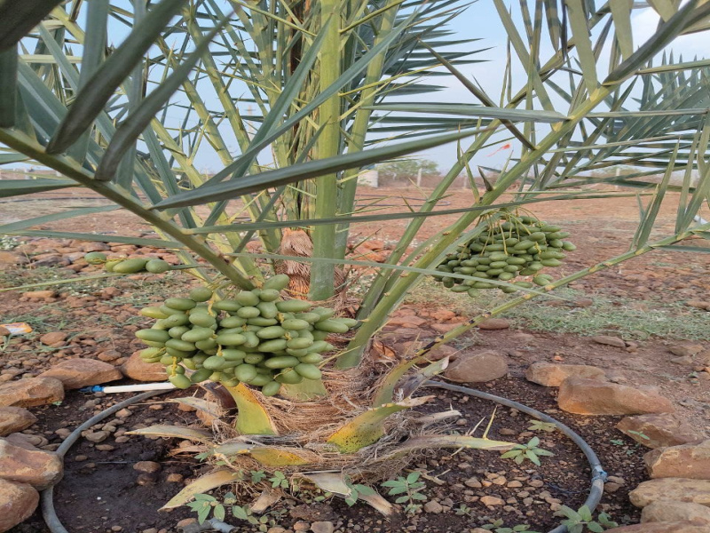  605 Sq. Yards Agricultural/Farm Land for Sale in Nandikandi, Sangareddy