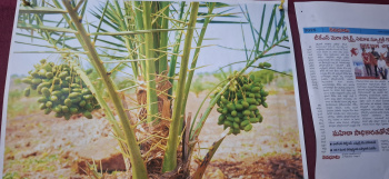 Agricultural Land for Sale in Narayankhed, Sangareddy