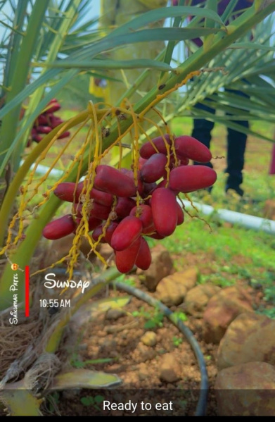  605 Sq. Yards Agricultural/Farm Land for Sale in Narayankhed, Sangareddy