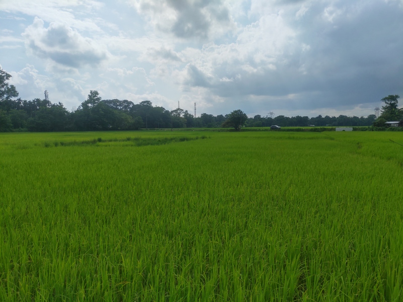  Agricultural Land 11 Bigha for Sale in Ketekibari, Tezpur