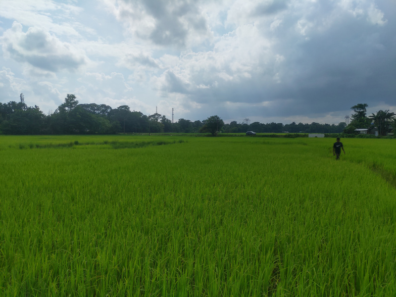  Agricultural Land 11 Bigha for Sale in Ketekibari, Tezpur