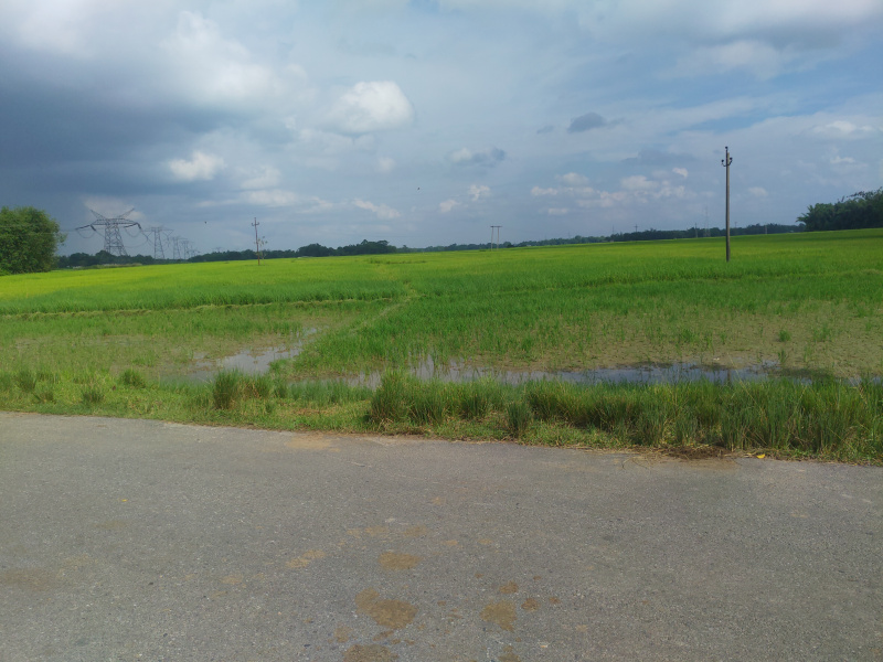  Agricultural Land 11 Bigha for Sale in Ketekibari, Tezpur