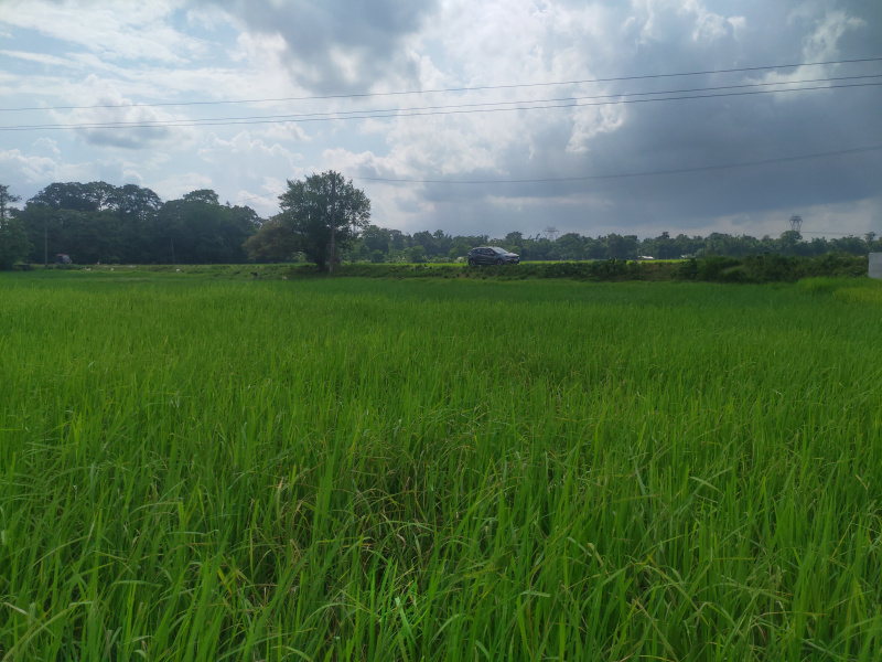  Agricultural Land 11 Bigha for Sale in Dekargaon, Tezpur