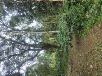  Agricultural Land for Sale in Koppa, Chikmagalur