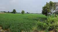  Agricultural Land for Sale in Issapur, Delhi