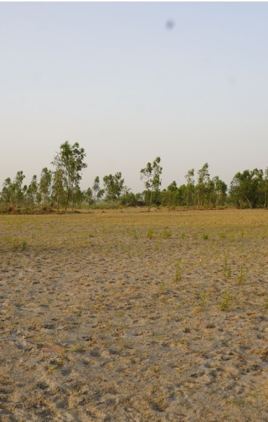 Agricultural Land 1210 Sq. Yards for Sale in Garhmukteshwar, Hapur