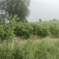  Agricultural Land for Sale in NH 8, Dharuhera