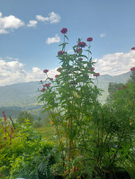  Residential Plot for Sale in Binsar, Almora