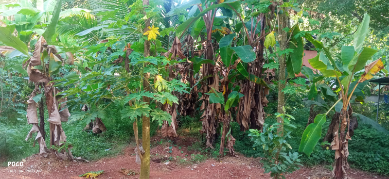  Residential Plot 65 Cent for Sale in Sakthikulangara, Kollam